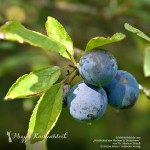 Natur & Genuss: Adventsgewinnspiel zum 4. Advent